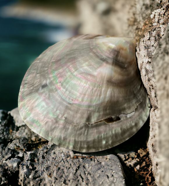 Découvrez et contemplez cette nacre polie Pinctada Margaritifera Negra authentique - Nacre de Polynésie française - polissage parfait - livraison gratuite