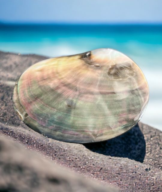 Entdecken Sie dieses polierte Perlmutt der Zuchtperlen-Auster aus Tahiti - Perlmutt aus Französisch-Polynesien - perfekte Politur - kostenloser Versand