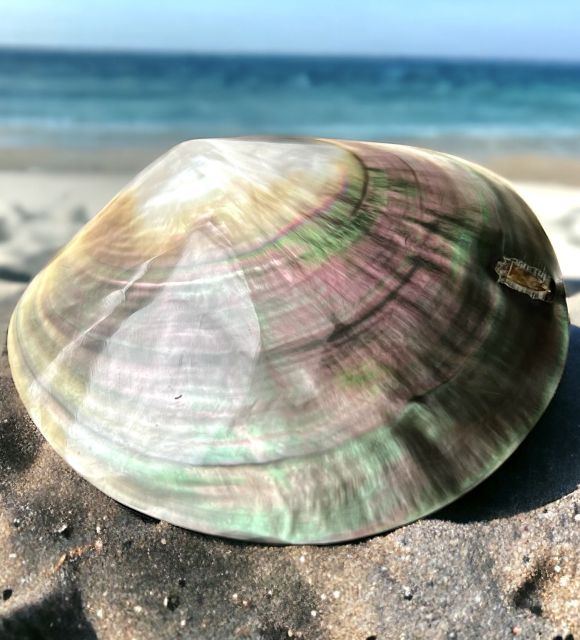 探索真正的抛光黑蝶贝珍珠——法国波利尼西亚珍珠母——完美抛光——免费送货