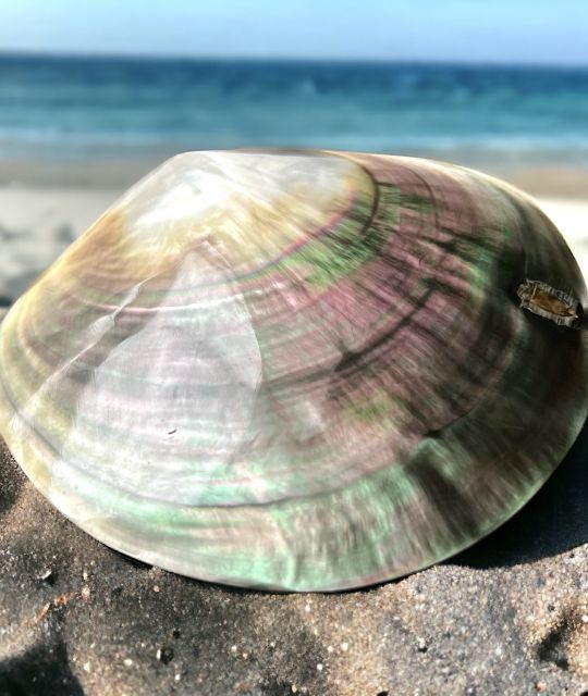 Entdecken Sie die authentische polierte Auster Pinctada Margaritifera Negra - Perlmutt aus Französisch-Polynesien - perfekter Schliff - kostenloser Versand