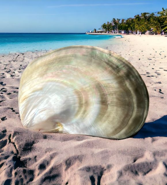 发现并欣赏这款经过抛光的真品黑蝶贝母（Pinctada Margaritifera Negra）- 法属波利尼西亚珍珠母 - 完美抛光 - 免费配送