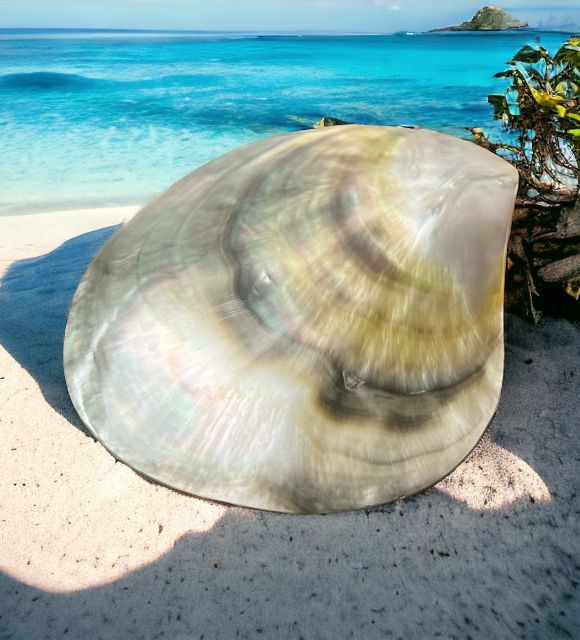 Scoprite l'autentica ostrica lucida Pinctada Margaritifera Negra - Madreperla della Polinesia francese - lucidatura perfetta - spedizione gratuita