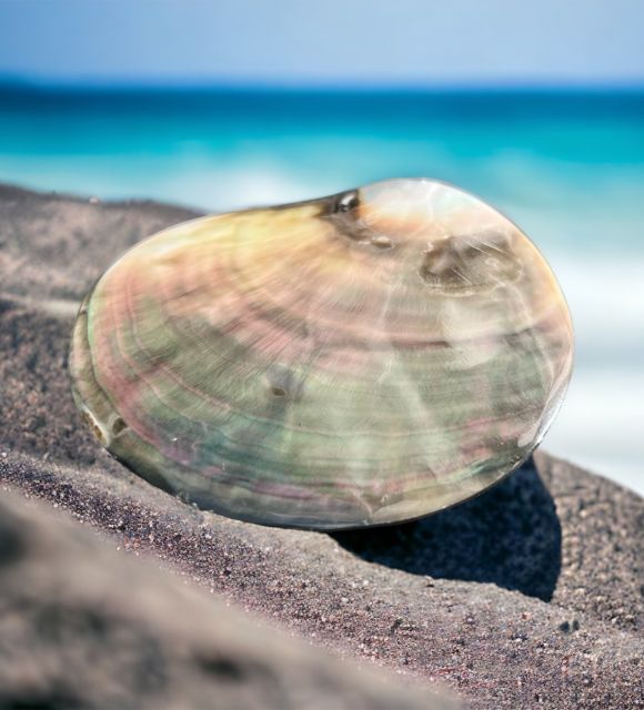 Découvrez cette nacre polie de l'huître à perle de culture de Tahiti - Nacre de Polynésie française - polissage parfait - livraison gratuite