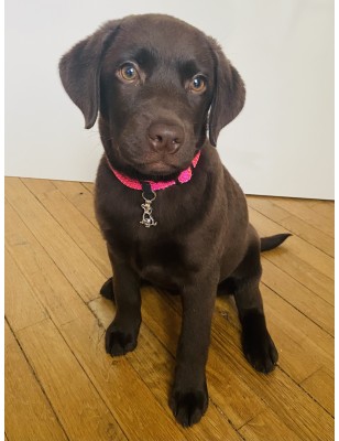 médaille pour chien perle de Tahiti