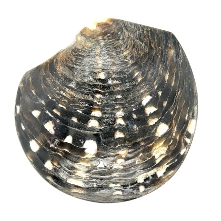 Tiaré con grabado de nácar de Tahití