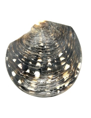 Madreperla tahitiana con incisione a tartaruga