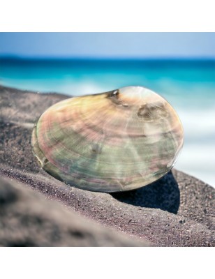 nacre tahiti polie prix - perle huitre