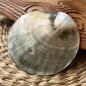 Nacre Pinctada Polie 7,10cm