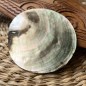 抛光珠母贝，7.10厘米