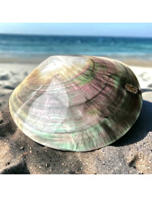 polished nacre tahiti price - perla tahiti