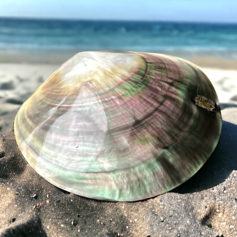 Polished Mother of Pearl - 8,90cm