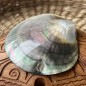 Polished Mother of Pearl - 8,90cm
