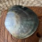 Polished Mother of Pearl - 8,90cm