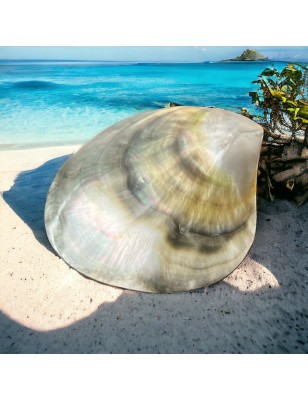 nacre polie tahiti prix - perle huitre