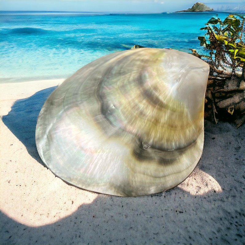 Polished Mother of Pearl - 8,60cm