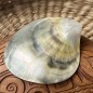 Polished Mother of Pearl - 8,60cm