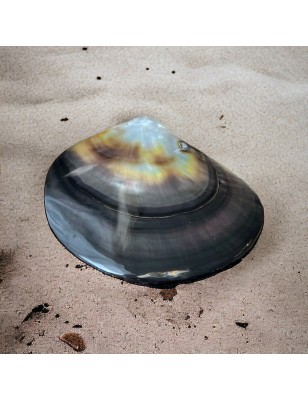 mother of pearl polished price - perla tahiti