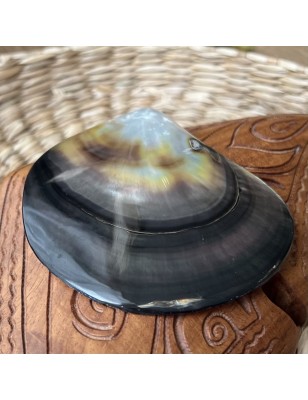 mother of pearl polished price - perla tahiti