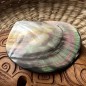 Polished Mother of Pearl - 9,00cm
