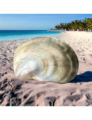 nacre tahiti polie prix - perle huitre