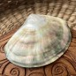 Polished Mother of Pearl - 8,80cm