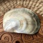 Polished Mother of Pearl - 8,80cm