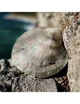 Nácar Pinctada Pulida 8,50cm