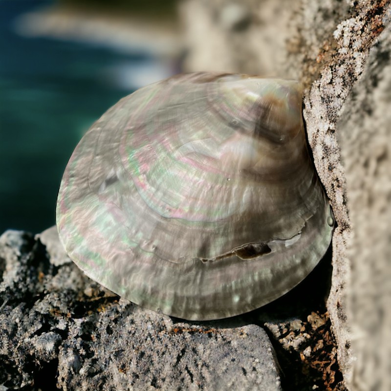 Madreperla Pinctada lucidata 8,50 cm