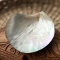 Polished Mother of Pearl - 8,50cm