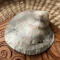 Madreperla Pinctada lucidata 8,50 cm