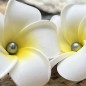 Dark Shade Tahitian Pearl Frangipani Flower Hair Clip