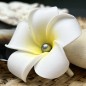 Dark Shade Tahitian Pearl Frangipani Flower Hair Clip