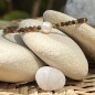 Tiger Eye - Freshwater Pearl Bracelet