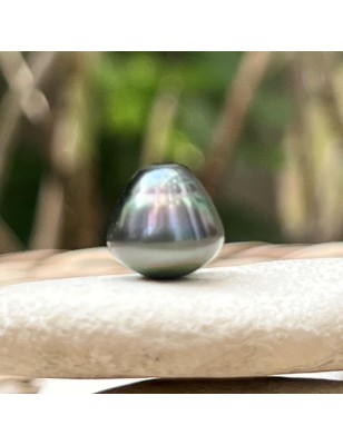 タヒチアンパール - サークル型 - ピーコック - 10.83mm